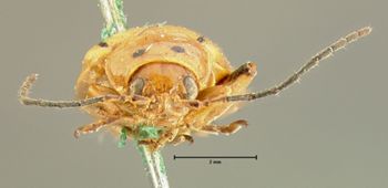 Media type: image;   Entomology 33900 Aspect: head frontal view